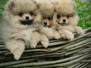 Очаровательные щенки померанского шпица. Мальчики и девочки разных окрасов. Красивые малыши, мини мишки.