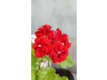 geran-rozebudnaia-krasnaia-red-rambler-small-8