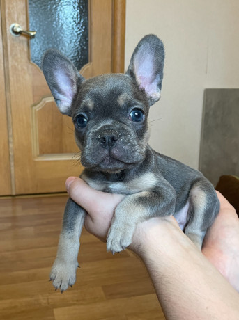 shhenki-francuzskogo-buldoga-big-2