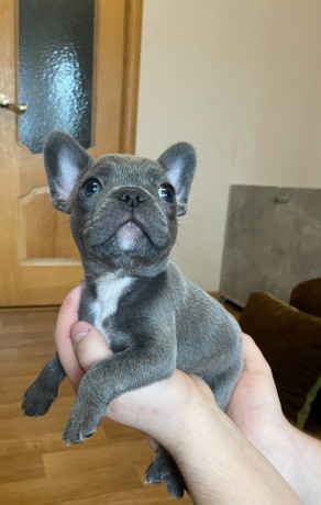 shhenki-francuzskogo-buldoga-big-1