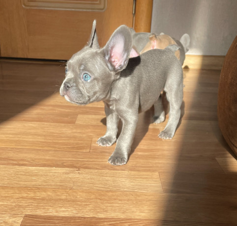 shhenki-francuzskogo-buldoga-big-5