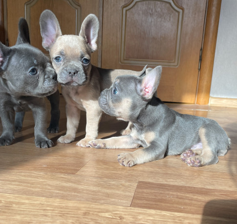 shhenki-francuzskogo-buldoga-big-4