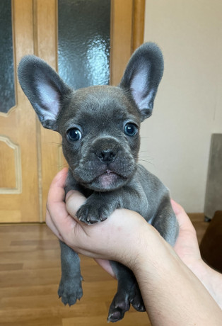 shhenki-francuzskogo-buldoga-big-0