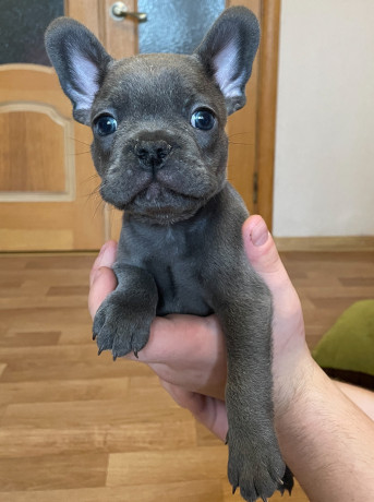 shhenki-francuzskogo-buldoga-big-3