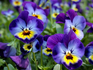 Микроскоп до 2000 крат