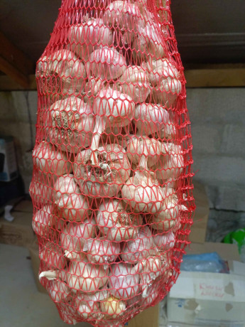 prodaetsia-otbornyi-cesnok-so-svoego-ucastka-big-0