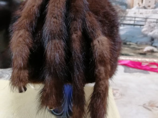 Шапка из норки