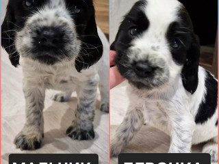 Русский охотничий спаниель, РОС щенки готовы к переезду