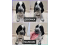 russkii-oxotnicii-spaniel-ros-shhenki-small-0