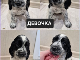 Русский охотничий спаниель, рос щенки
