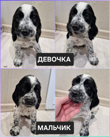 russkii-oxotnicii-spaniel-ros-shhenki-big-0