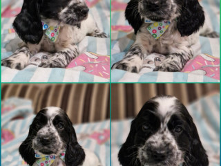 Русский охотничий спаниель, рос мальчик щенок