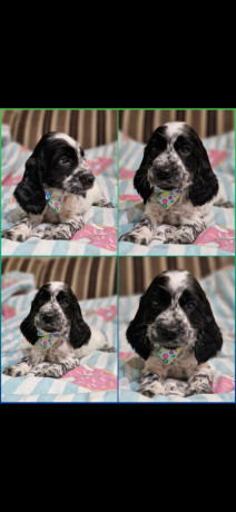 russkii-oxotnicii-spaniel-ros-malcik-shhenok-big-0