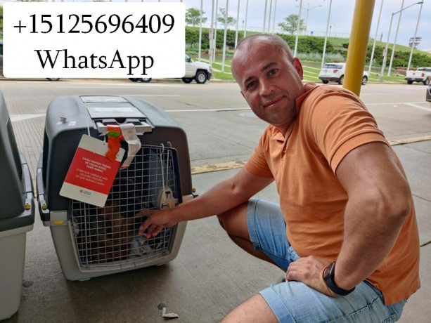 perevozka-zivotnyx-v-ameriku-i-evropu-big-0