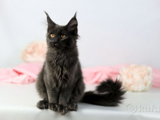 Котята мэйн-куна