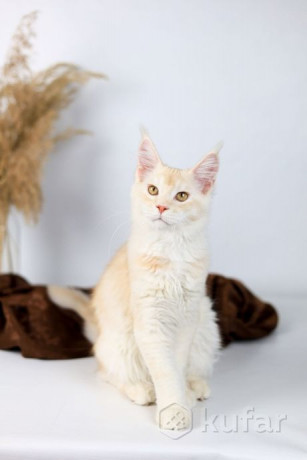 kotiata-mein-kuna-big-2