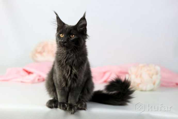 kotiata-mein-kuna-big-0