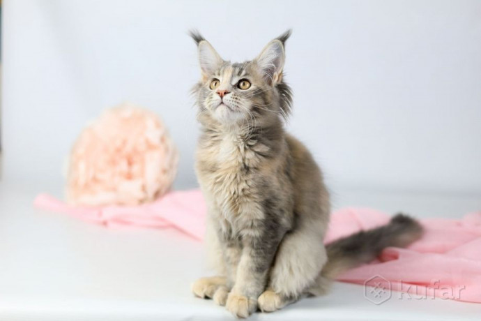 kotiata-mein-kuna-big-1