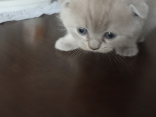 Шотландские лиловые котята