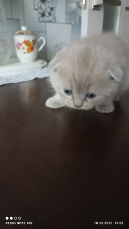 sotlandskie-lilovye-kotiata-big-0