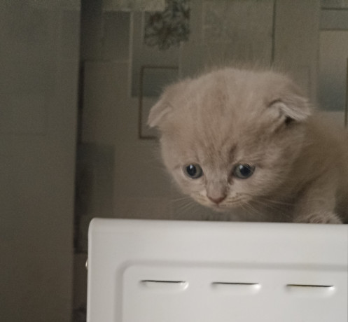 sotlandskie-lilovye-kotiata-big-1