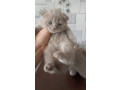 sotlandskie-vislouxie-lilovye-kotiata-small-0