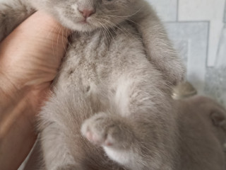 Шотландские вислоухие лиловые котята