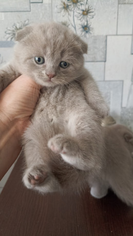 sotlandskie-vislouxie-lilovye-kotiata-big-0