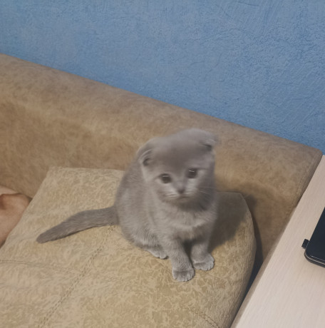 sotlandskie-vislouxie-lilovye-kotiata-big-2