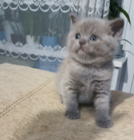 sotlandskie-vislouxie-lilovye-kotiata-big-3