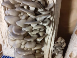 Грибные блоки вешенки,рейши.мицелий