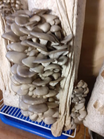 gribnye-bloki-vesenkireisimicelii-big-0