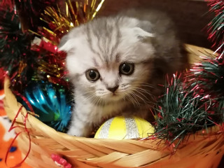 Вислоухие котята