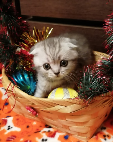 vislouxie-kotiata-big-0